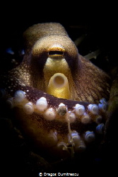 Tiny coconut octopus hiding/protecting in a borrowed shell. by Dragos Dumitrescu 